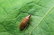 close-up blattella asahinai, german cockroach