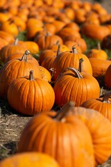 vertical shot of a pumpkin patch in santa cruz, california