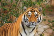 male Siberian tiger (Panthera tigris tigris) orange with black stripes