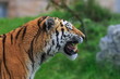 male Siberian tiger (Panthera tigris tigris) close up portrait from side