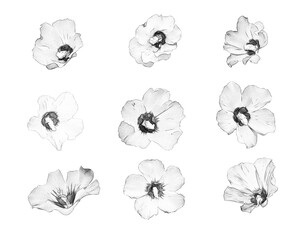 Aufkleber - set of flowers drawn with a pencil on a white background