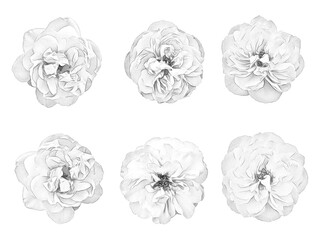 Aufkleber - set of flowers drawn with a pencil on a white background