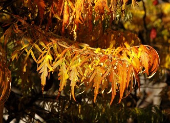 Wall Mural - orange and yellow foliage of  Rhus Typhinna - sumac tree at autumn