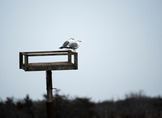 herring gull