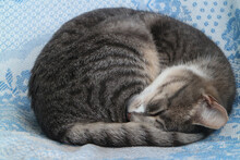 Cat Curled Up Sleeping Gray Tabby