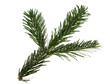 Nordmann fir tree needle conifer evergreen branch