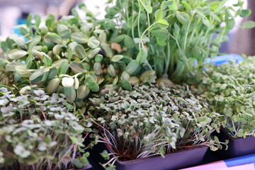 Sticker - variety of sprouts 