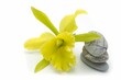 Yellow cattleya orchid flower and zen rocks isolated on a white background