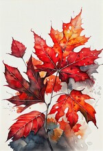 Maple Branch Red Leaves On White Background, Watercolor Art
