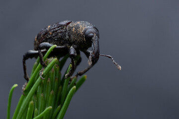 Wall Mural - A black vine weevil, Otiorhynchus sulcatus, Family Curculionidae