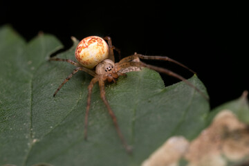 Close-up macro of a European garden spider (cruciform spider, Araneus diadematus) sitting on a leaf