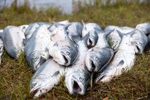 A Large Pile Of Fresh Caught Coho Salmon Fish Stacked On The Alaskan Tundra Of The Egegik River In Alaska