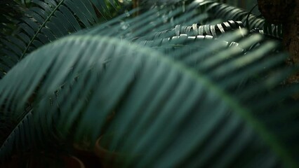 Wall Mural - Green palm leaves, sun shines in background, only few blades focus abstract tropical background. High quality 4k footage