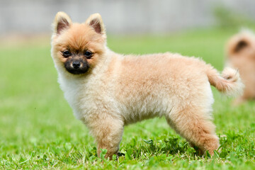 Poster - Closeup shot of an adorable fluffy brown pomeranian dog running on a grassy field