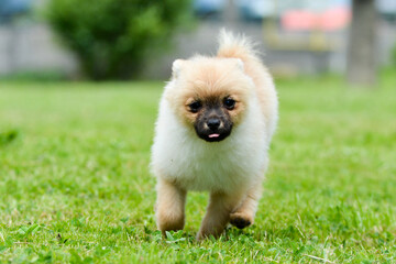 Poster - Closeup shot of an adorable fluffy brown pomeranian dog running on a grassy field