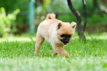 Poster - Closeup shot of an adorable fluffy brown pomeranian dog running on a grassy field