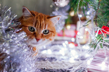 Wall Mural - Portrait of ginger cat lying under Christmas tree playing with lights and tinsel at home. Pet has fun. New year vibe