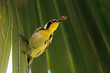 A yellow-throated warbler (Setophaga dominica), a cute, small bird, catches a spider in a palm tree in Sarasota County, Florida.