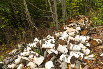 Wall Mural - Cut firewood on ground near forest in autumn