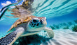 Green Sea Turtle Cruising in the warm waters of the Pacific Ocean