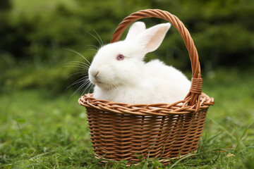 Poster - Cute white rabbit in wicker basket on grass outdoors