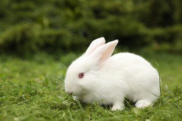 Poster - Cute white rabbit on green grass outdoors