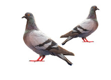 Full Body Of Standing Pigeon Bird, Pidgeon Isolated On White Background, Clipping Path Include, PNG File