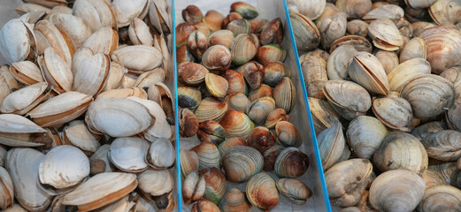 Wall Mural - close up on fresh clam as seafood background