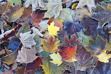 Wall Mural - frost colorful leaves in the cold morning as nature background