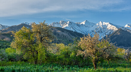 Wild apple trees bloom near Almaty (Kazakhstan) against the backdrop of a mountain range. Kazakhstan is considered the birthplace of all apple trees in the world.