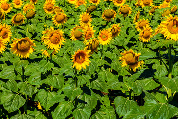 Wall Mural - Background of blooming sunflowers. Natural pattern