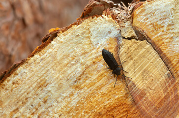 Canvas Print - Black spruce borer, Asemum striatum on fresh pine wood