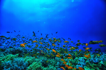 Wall Mural - coral reef background, underwater marine life ecosystem ocean sea