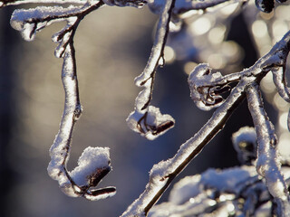 Wall Mural - Icebound beautiful bright orange maple leaf afterthe cyclone