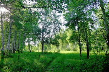 Wall Mural - Birch forest