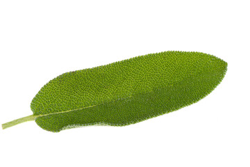 Sticker - green sage leaf isolated