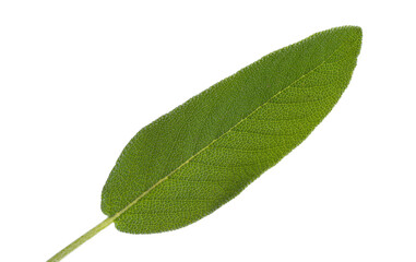 Poster - green sage leaf isolated