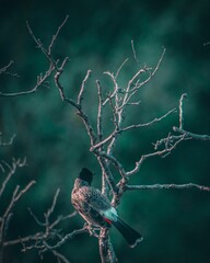 Sticker - Vertical shot of a cardinal (Cardinalidae) on a tree branch