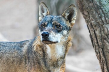 Poster - Close-up of an Iberian wolf (Canis lupus signatus) looking aside