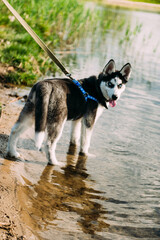  Cute siberian husky puppy dog play with water outdoors on the beach near lake at sunny summer weather