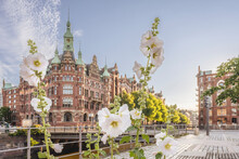 Germany, Hamburg, White Hollylocks Blooming In Speicherstadt District