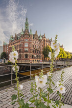 Germany, Hamburg, White Hollylocks Blooming In Speicherstadt District