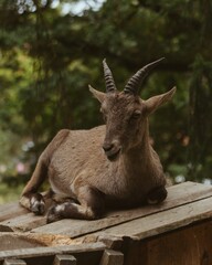 Wall Mural - Vertical closeup of a Mountain goat sitting on a wooden surface against blurred background