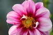 Closeup of a pretty pink dahlia pinnata flower