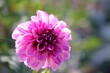 Closeup of a pink dahlia pinnata flower