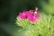 Small pink dianthus flowers on the green shrub