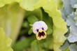Closeup of a small white viola flower