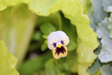 Poster - Closeup of a small white viola flower