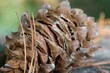 Closeup of a dry pine cone in the forest