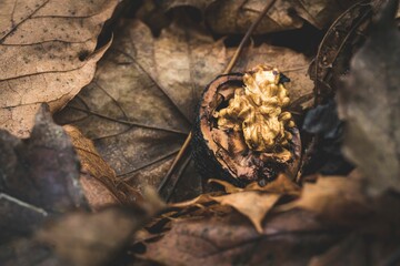 Canvas Print - A nut that awaits its fate